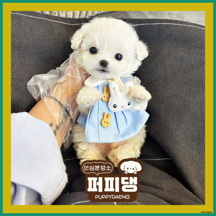  목포애완견분양 확실했던 곳으로