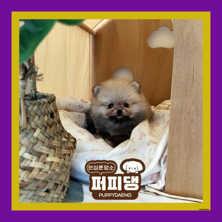  홍성강아지무료분양 언제까지나