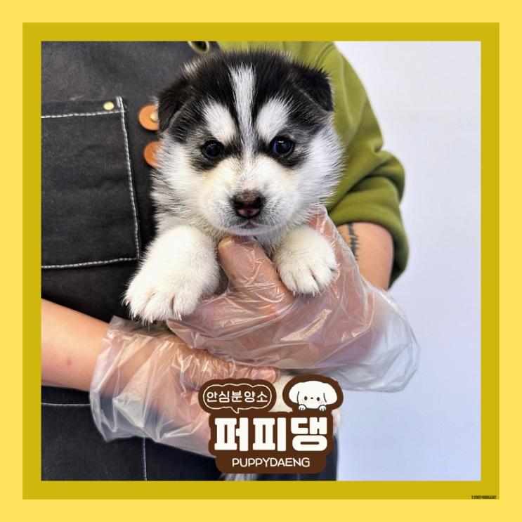  충주포메라니안분양 나의 첫 반려견