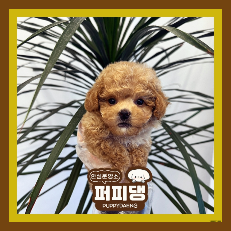  청주강아지무료분양 매일이 행복해
