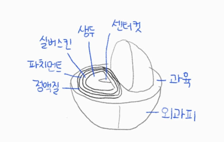  [커피] 커피 체리의 구조와 생두 가공 처리 방법
