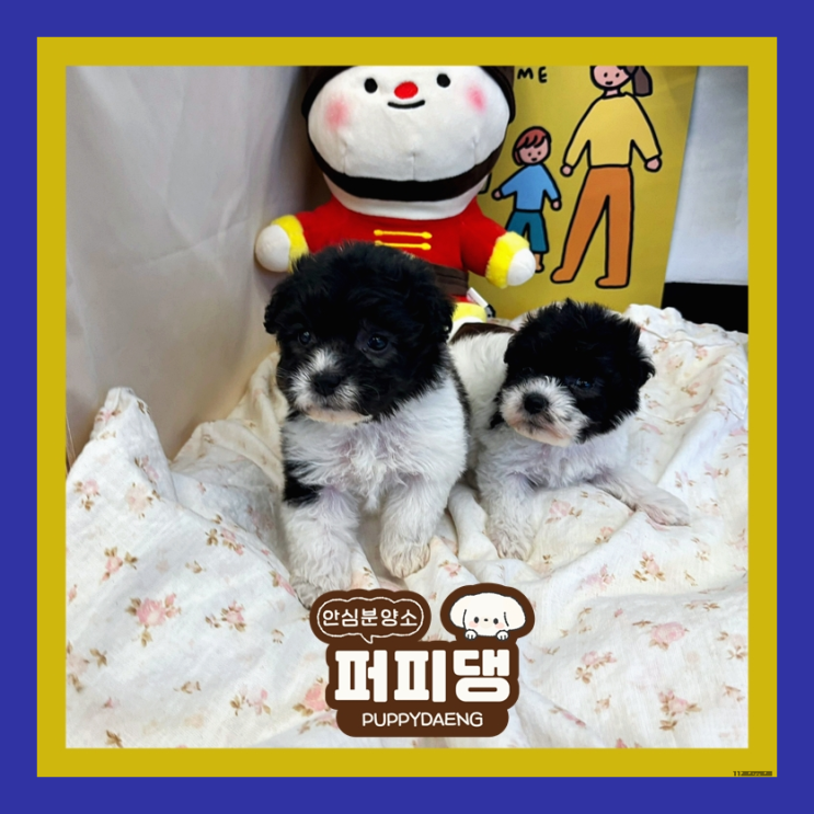  서산말티푸분양 많이 알아봤어요