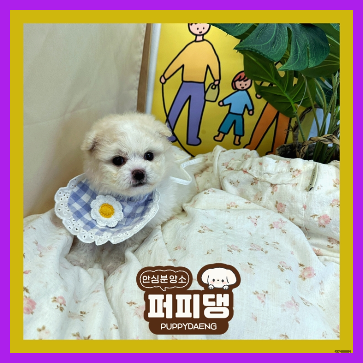 장성비숑분양 미소를 띄우며