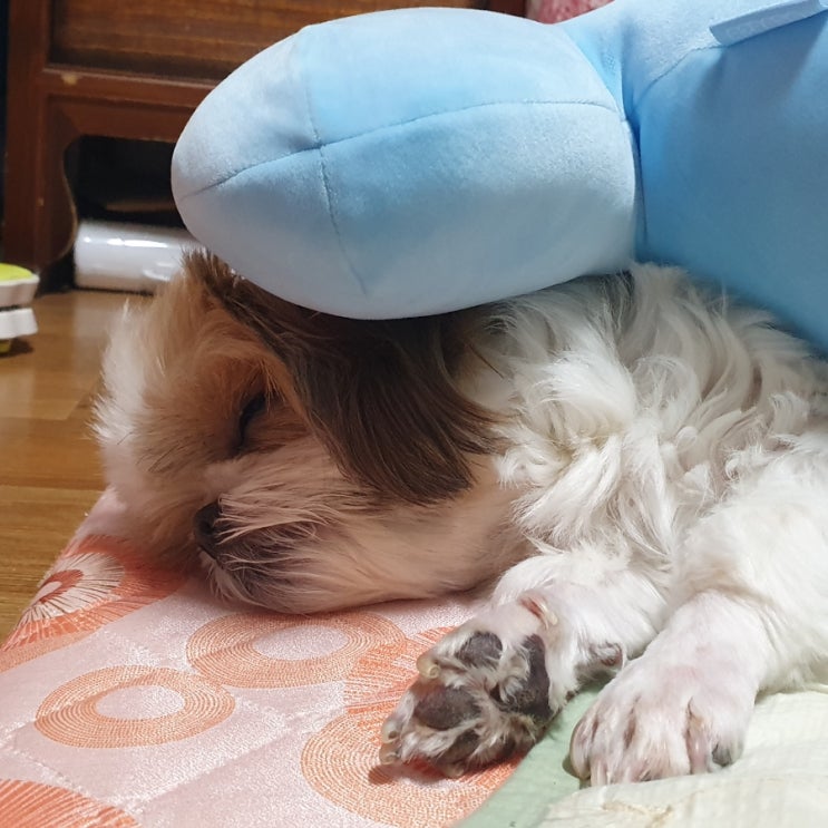  [일상]강아지와 함께 하는 설날 일상 feat.강아지를 이길 수 있는 건 작은 인간뿐/아츄와 함께