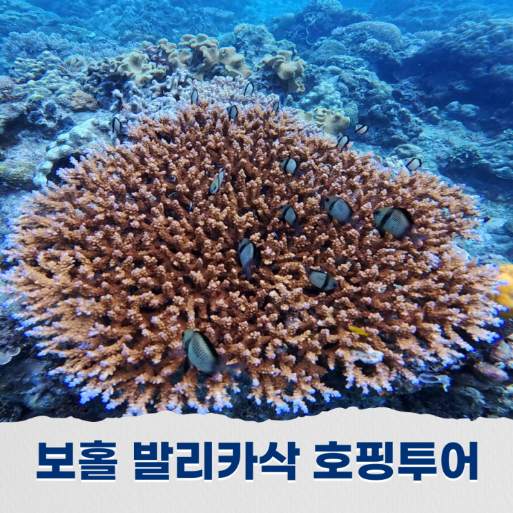  보홀 발리카삭 돌고래와칭 호핑투어로 한번에 즐긴 필리핀의 바다