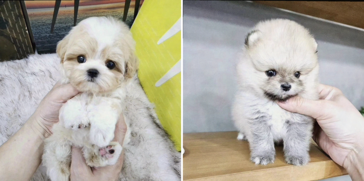  인천 애견샵, 포메라니안과의 특별한 경험을 만든 아이러브독 인천점