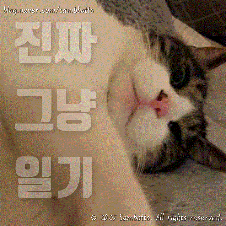  진짜 그냥 일기 | 떡찌니 꽃 떡국떡 & 하트 떡국떡 구매후기, 노을사진, 고양이사진