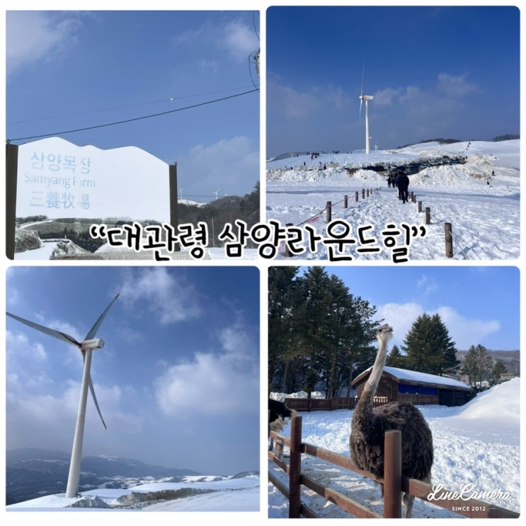  대관령 삼양라운드힐(삼양목장) 드넓은 초지와 살아있는 자연을 느낄수있는곳