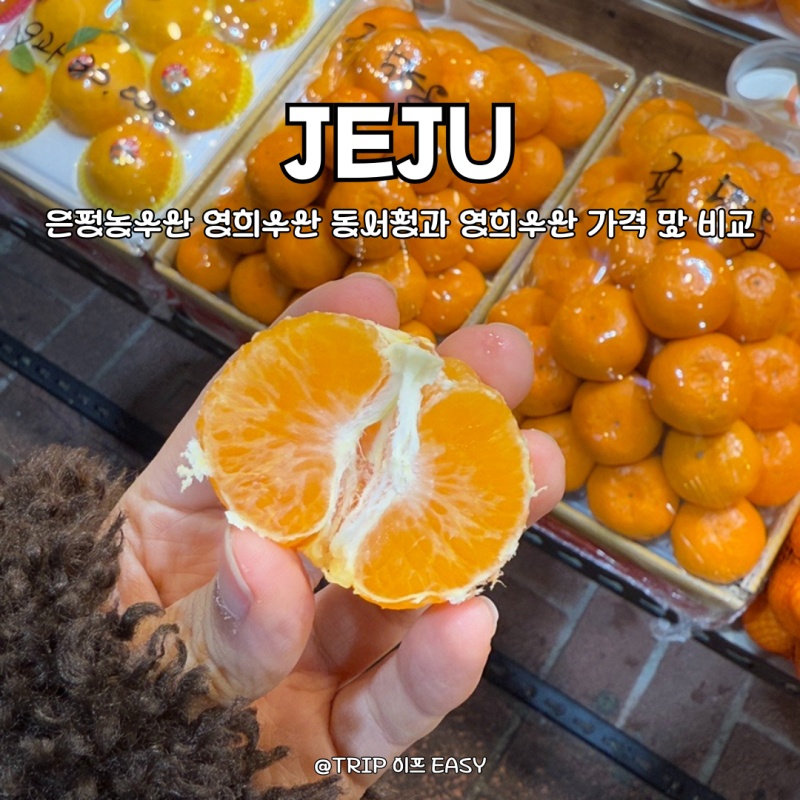 제주동문시장 귤 레드향 택배 은정농수산 진성농수산 영희수산 동서청과 가격 맛 비교