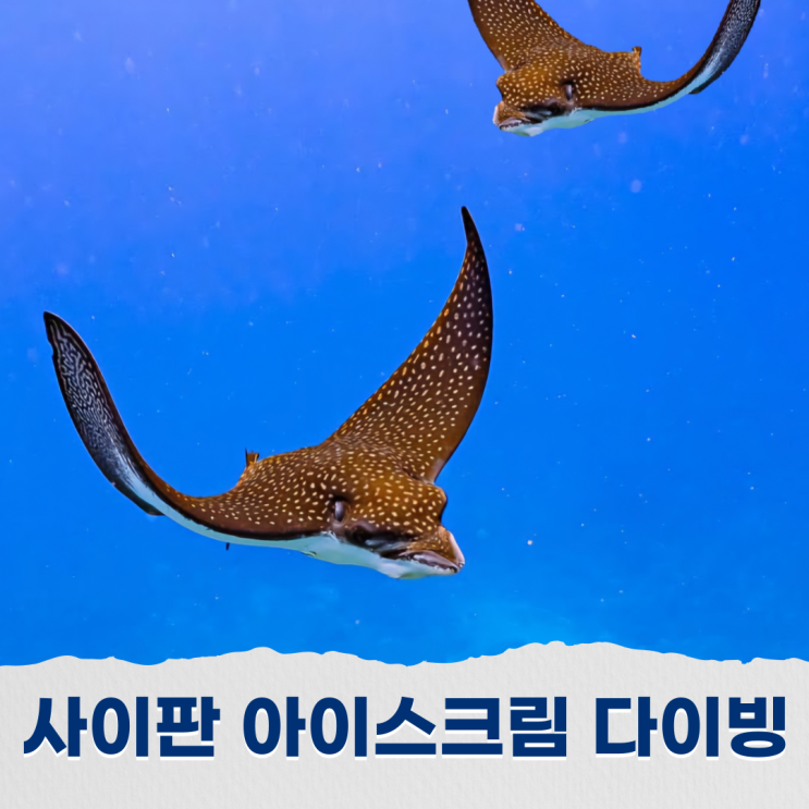  사이판 아이스크림 포인트에서 프리다이빙으로 만난 이글레이와 바다거북