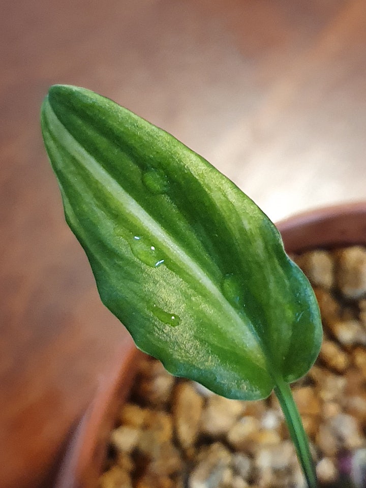 드리미옵시스 마큘라타 바리에카타 Drimiopsis Maculata Variegata