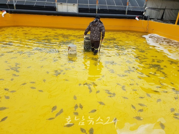  전남도, 양식어가 배합사료 구매자금 지원..어가당 최대 3억 원 융자