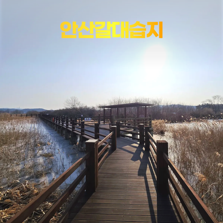 안산갈대습지 수달 서식지 겨울 풍경 환경생태관 안산갈대습지 수달 서식지 겨울 풍경 환경생태관