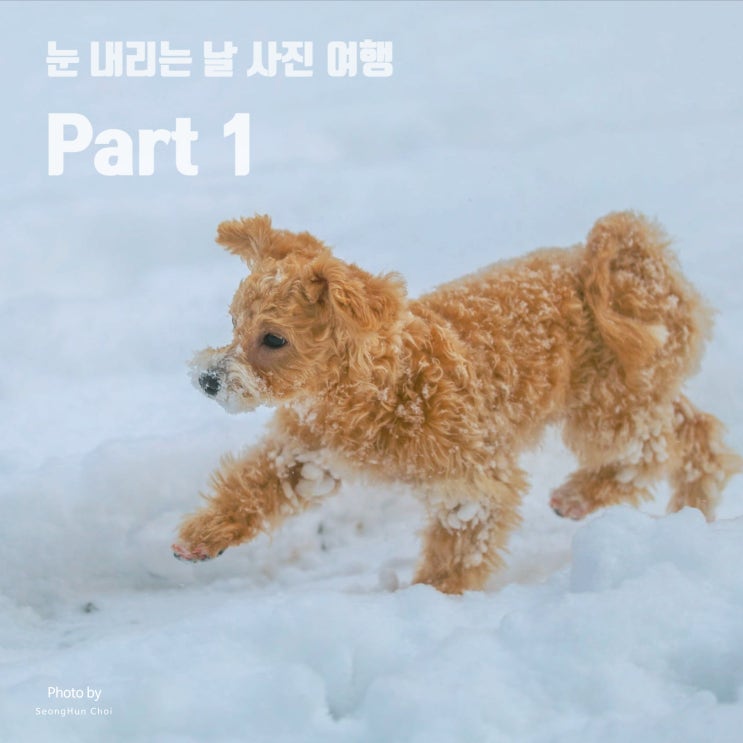  설날 모음.zip 눈 내리는 날 사진 여행 Part 1: 우리 집 댕댕이 체리, 그리고 율동 공원으로...