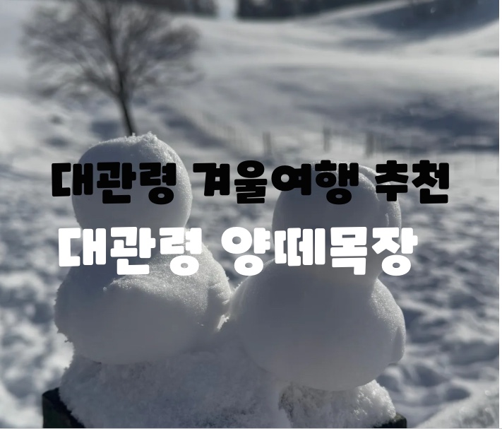  대관령 가볼만한 곳 대관령 여행 추천 아이들이랑 가볼만한 곳 : 대관령 양떼목장