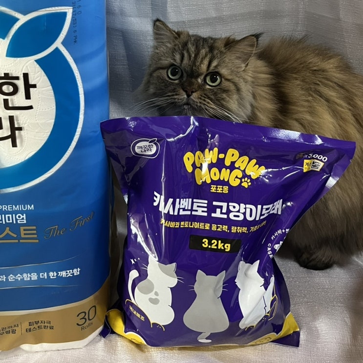  깨끗한나라 포포몽 : 다이소 먼지 날림 적은 고양이 모래 추천