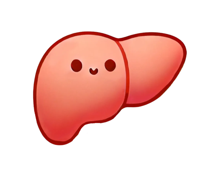  ALT 수치 정상범위와 ALT수치가 낮으면 어떻게 될까?