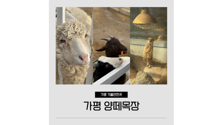 가평 양떼목장 볼거리 서울근교 경기도 당일치기 아이와 가볼만한곳 드라이브 데이트코스 가평 양떼목장 볼거리 서울근교 경기도 당일치기 아이와 가볼만한곳 드라이브 데이트코스