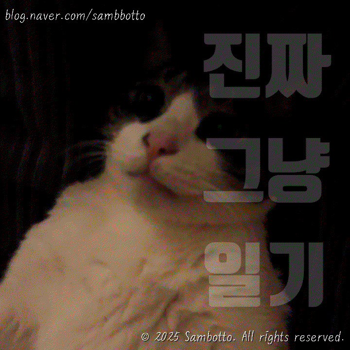  진짜 그냥 일기 | [내돈내산] 태성이네 냉삼 맛집 또간집, 스트레스에는 소소한 소비, 폭설이 내린 오늘, 스윗한 신랑️, 빠질 수 없는 우리집 고양이 사진
