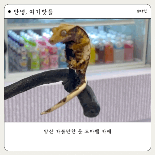 양산 가볼만한곳 게코다방 도마뱀 카페