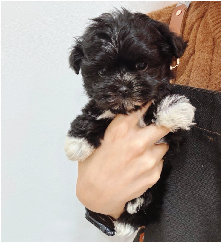  시흥강아지분양 블랙말티푸 분양받았어요! 베베멍에서 건강한 아이 데려왔어요^^