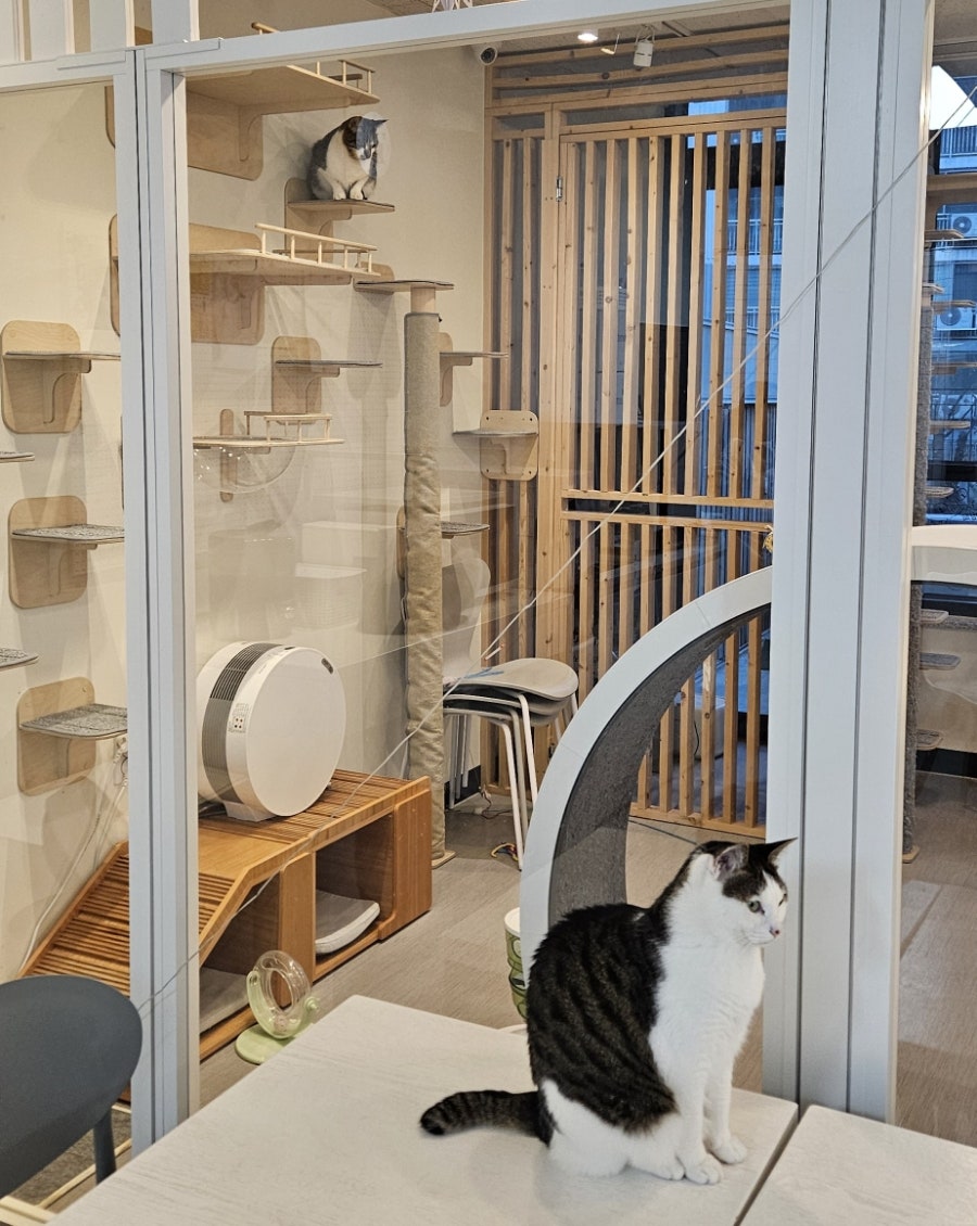 안녕,고양이 사진 6