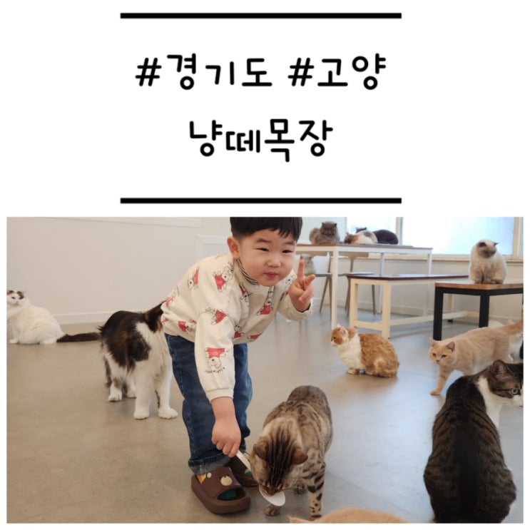  [경기도/고양] '냥떼목장' 아이랑 일산 고양이카페에서 이색 데이트