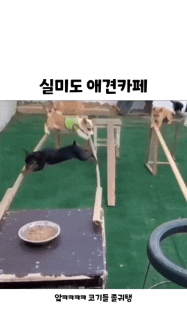  귀여운 동물 모음 126탄