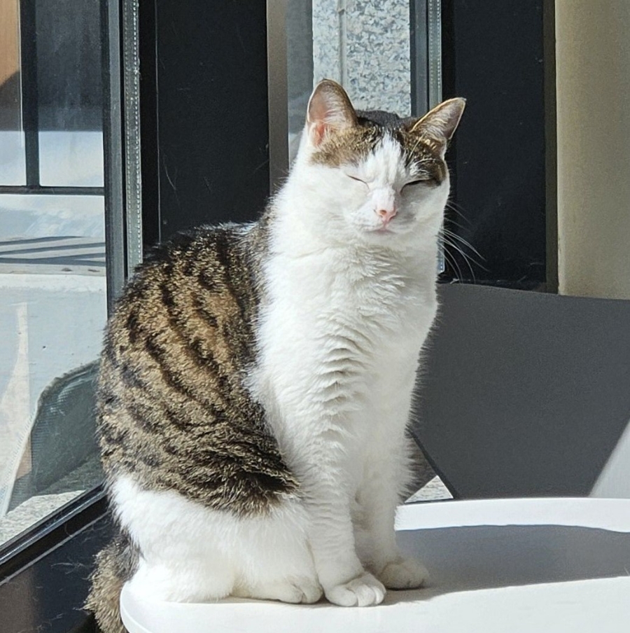 안녕,고양이 사진 1