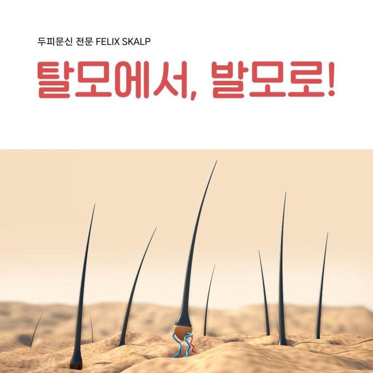  발모의 열쇠: 두피와 두뇌의 균형