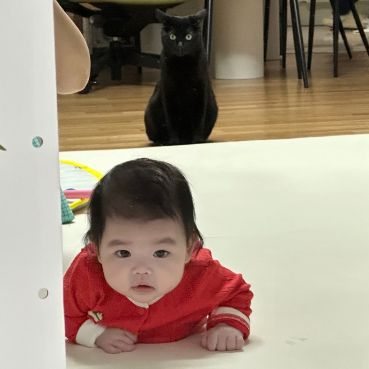 <b>박수홍</b>️김다예 <b>딸</b> 재이, 반려묘 다홍이와 공동<b>육아</b> 중?