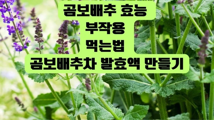  곰보배추 효능 부작용 먹는법 곰보배추차 발효액