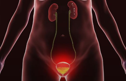  요로감염에 대한 치료와 예방법