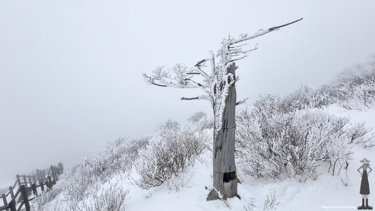  최고의 겨울 설경을 볼 수 있는 곳 강원도 태백 함백산의 눈꽃산행을 즐겨보세요. 엘사가 사는 겨울왕국에 오신걸 환영합니다.