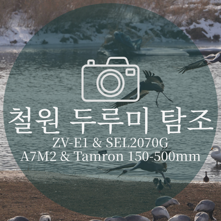  철원 당일치기 여행으로 두루미 탐조 촬영 | ZV-E1 & SEL2070G, A7M2 & 탐론 150-500mm)