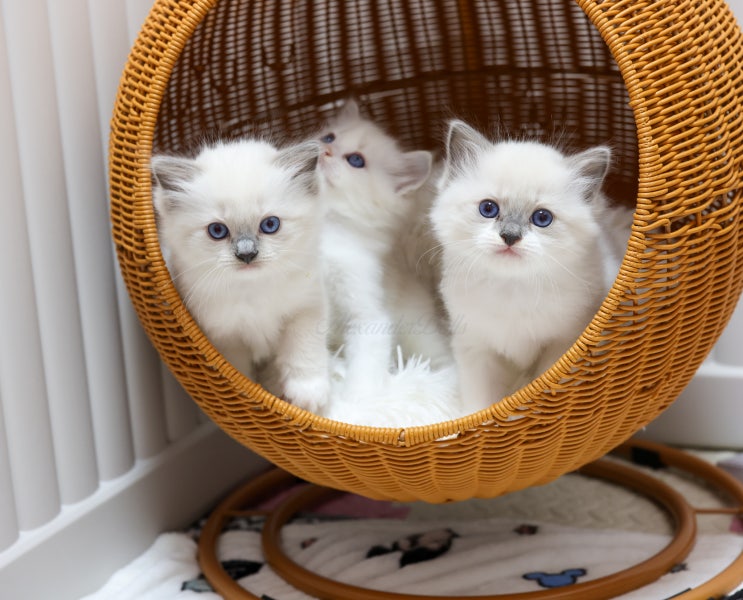  랙돌캐터리 렉돌 아기고양이 A7-litter 6주차 근황