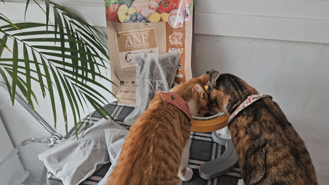  [ANF 식스프리플러스] ANF 6Free+ 체험단 고양이 둘이 먹다 하나 쫓겨나야 제맛