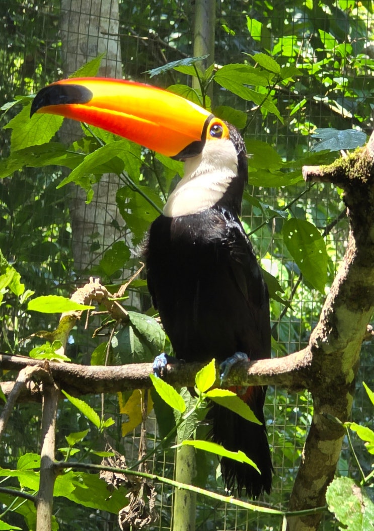  [브라질 여행] 조류 동물원 Parque das Aves 이과수 폭포 근처 가볼만한 추천 장소 (가격 레스토랑 후기)