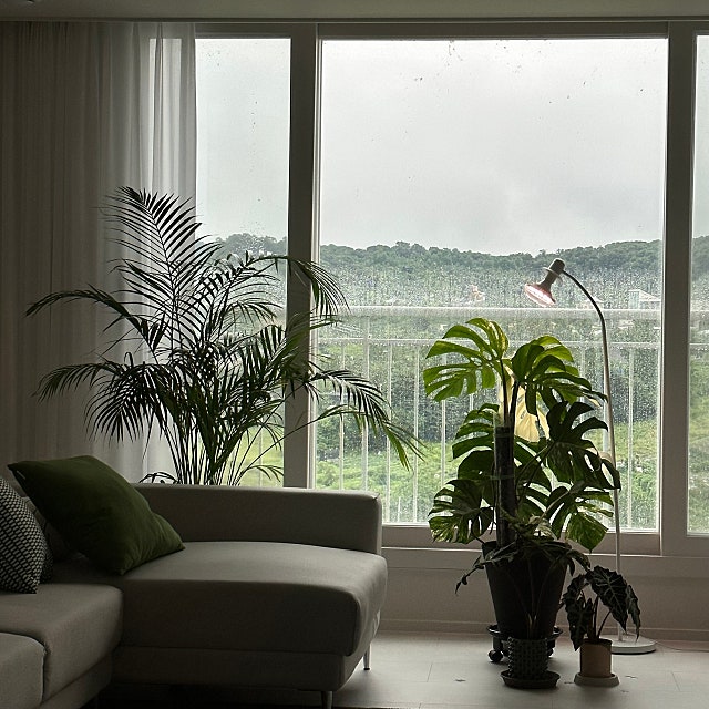 플랜테리어, 식집사의 집