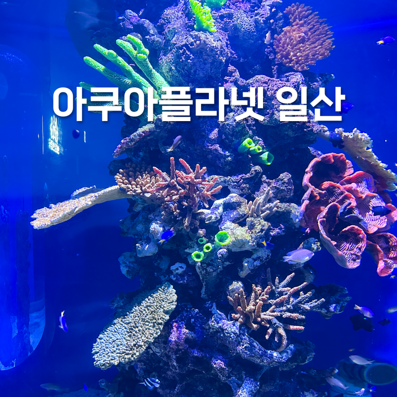 일산 실내 데이트 아쿠아플라넷 할인 인어공주 더정글