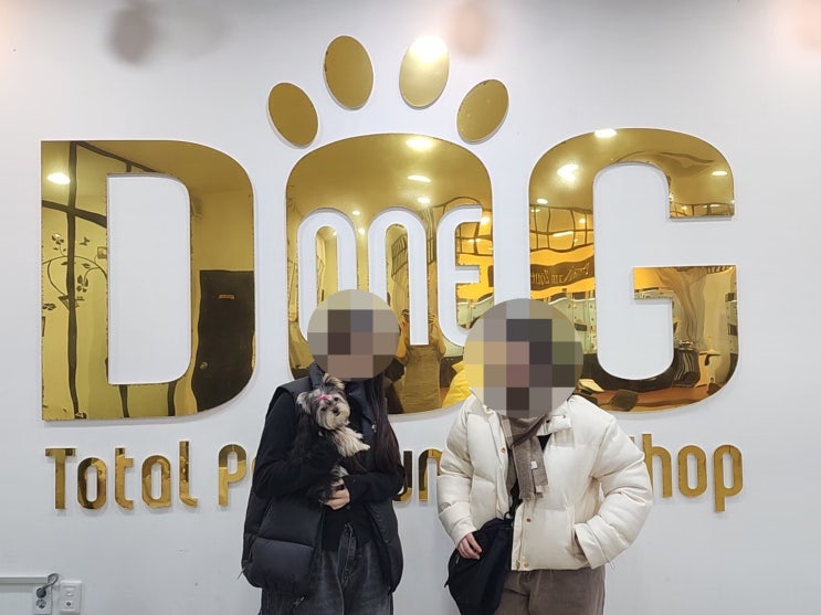  세종 애견분양 전문 원독 , 요크셔테리어 분양 책임감 있는 20살 소녀와의 특별한 만남!