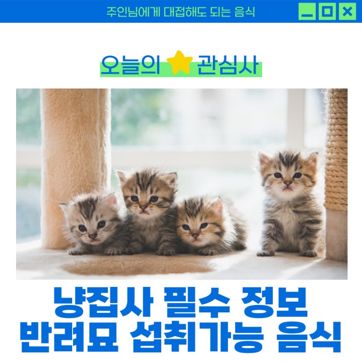  고양이가 먹을 수 있는 음식 정리 반려묘를 생각하는 집사를 위해