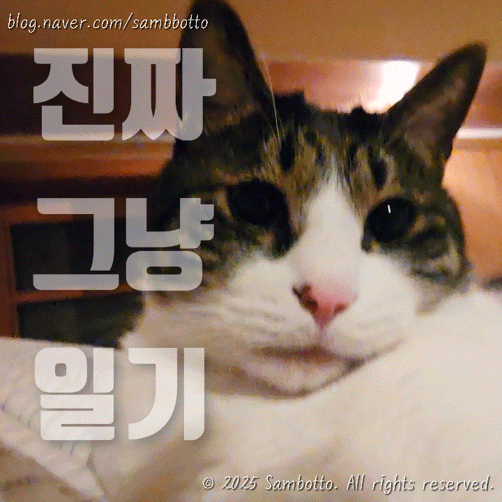  진짜 그냥 일기 | 회복이 다 된 우리 고양이, 만성 위염 환자 영양제 챙겨먹기, 중국에서 물건너온 선물, 예쁜 노을, 으 진짜 춥다