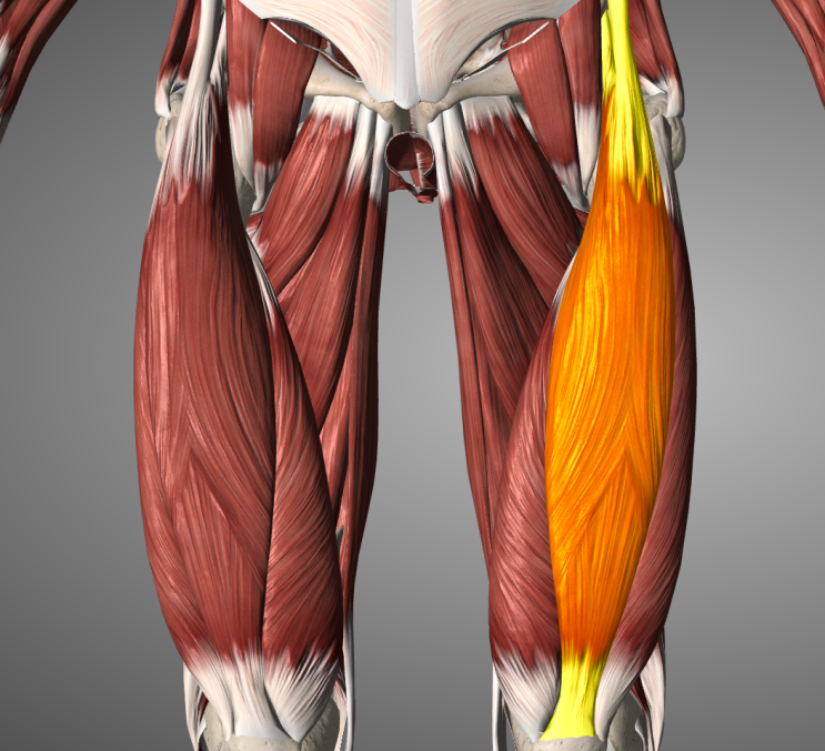  넙다리 곧은근 Rectusfemoris 기능 및 해부학, 부상과 장애