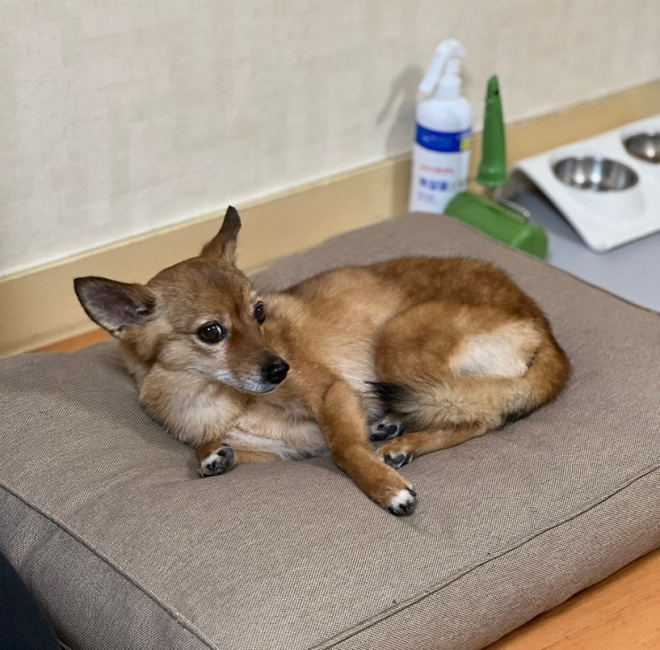  강아지와 함께한 여행 소노펠리체 델피노 설악 반려견 동반 객실 소노문 델피노 이용 후기