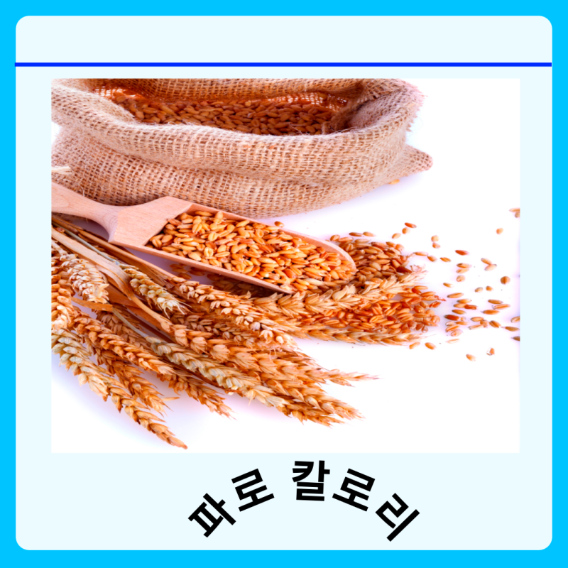 파로 먹는 법 칼로리 효능 부작용