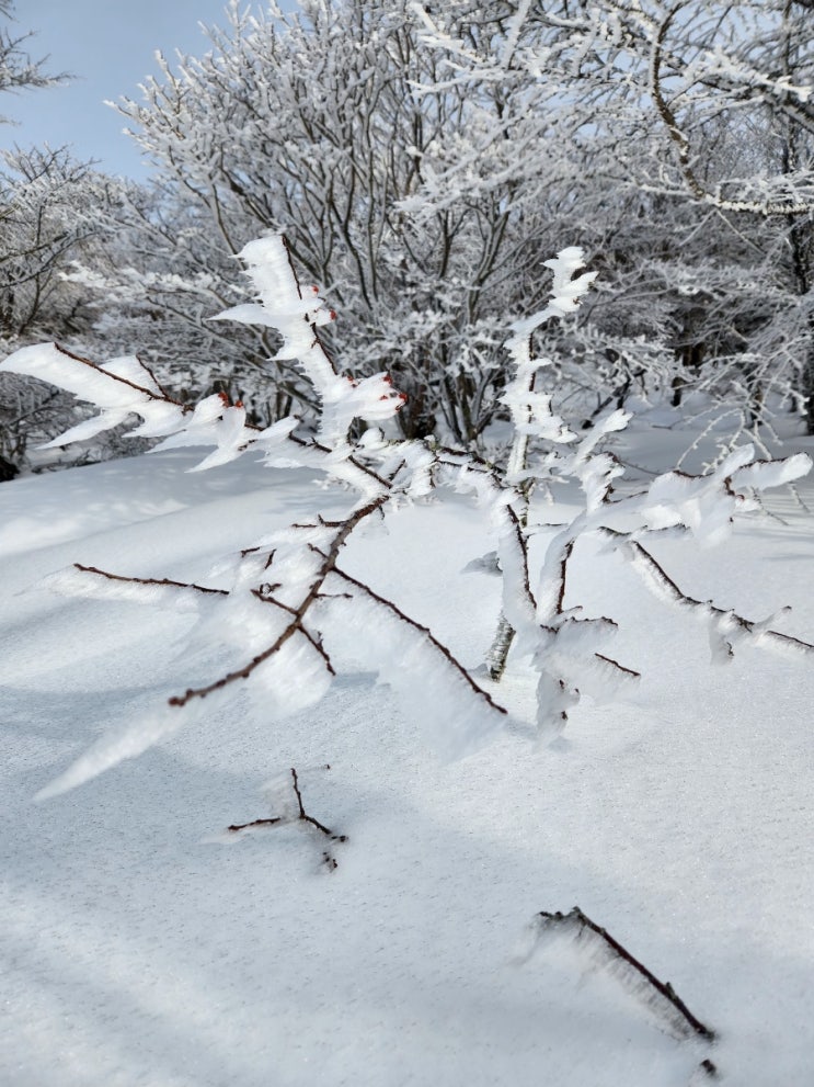 <b>한라산 상고대</b> 폼 미쳤다. - 사라오름, 진달래밭까지 다녀오다