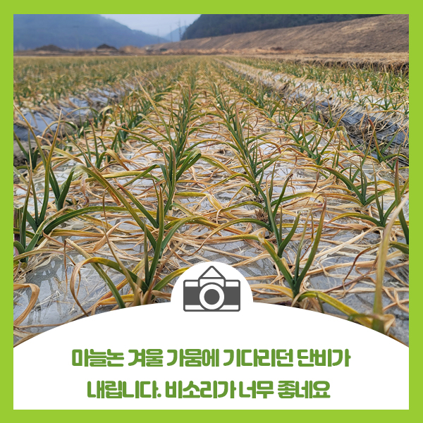  마늘논 겨울 가뭄에 기다리던 단비가 내립니다. 비소리 너무 좋네요