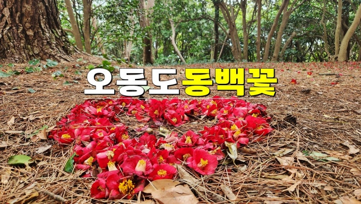 전남 여수 2월 3월 가볼만한곳 · 오동도 동백꽃 명소 (개화시기 카페 동백열차 주차장) 전남 여수 2월 3월 가볼만한곳 · 오동도 동백꽃 명소 (개화시기 카페 동백열차 주차장)
