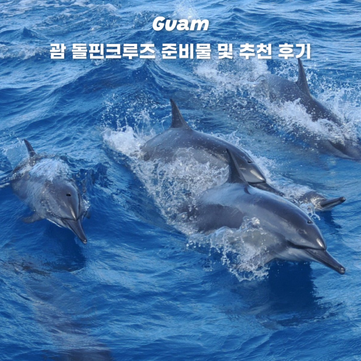  괌 자유여행 돌핀크루즈 투어 추천 복장 준비물 예약 후기
